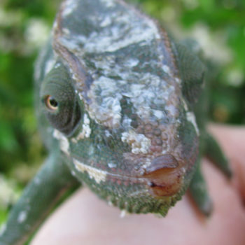 nose rub on a Trioceros deremensis chameleon