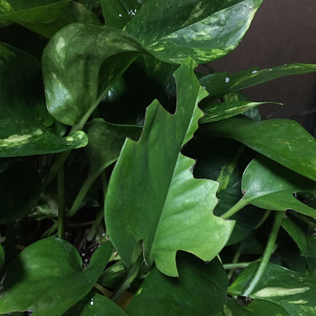 leaves eaten by a chameleon