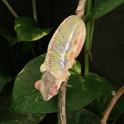 panther chameleon edema