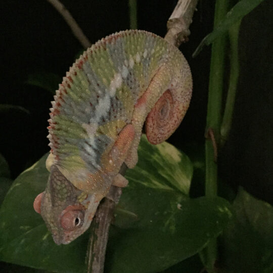 A panther chameleon with Edema