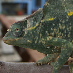 deremensis chameleon with fungal attack