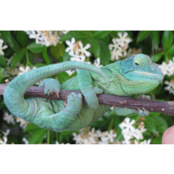 jackson's Chameleon with gout