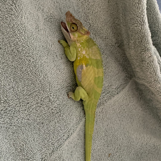 heat stress chameleon brought inside
