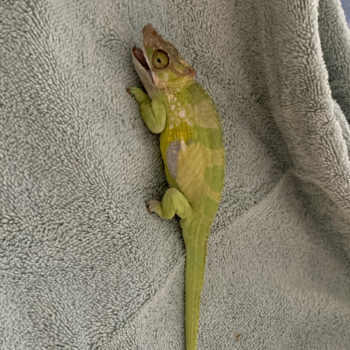 chameleon under heat stress