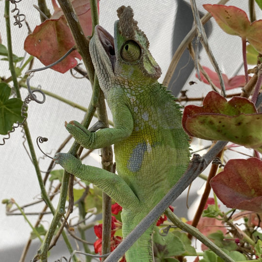 Chameleon in heat stress