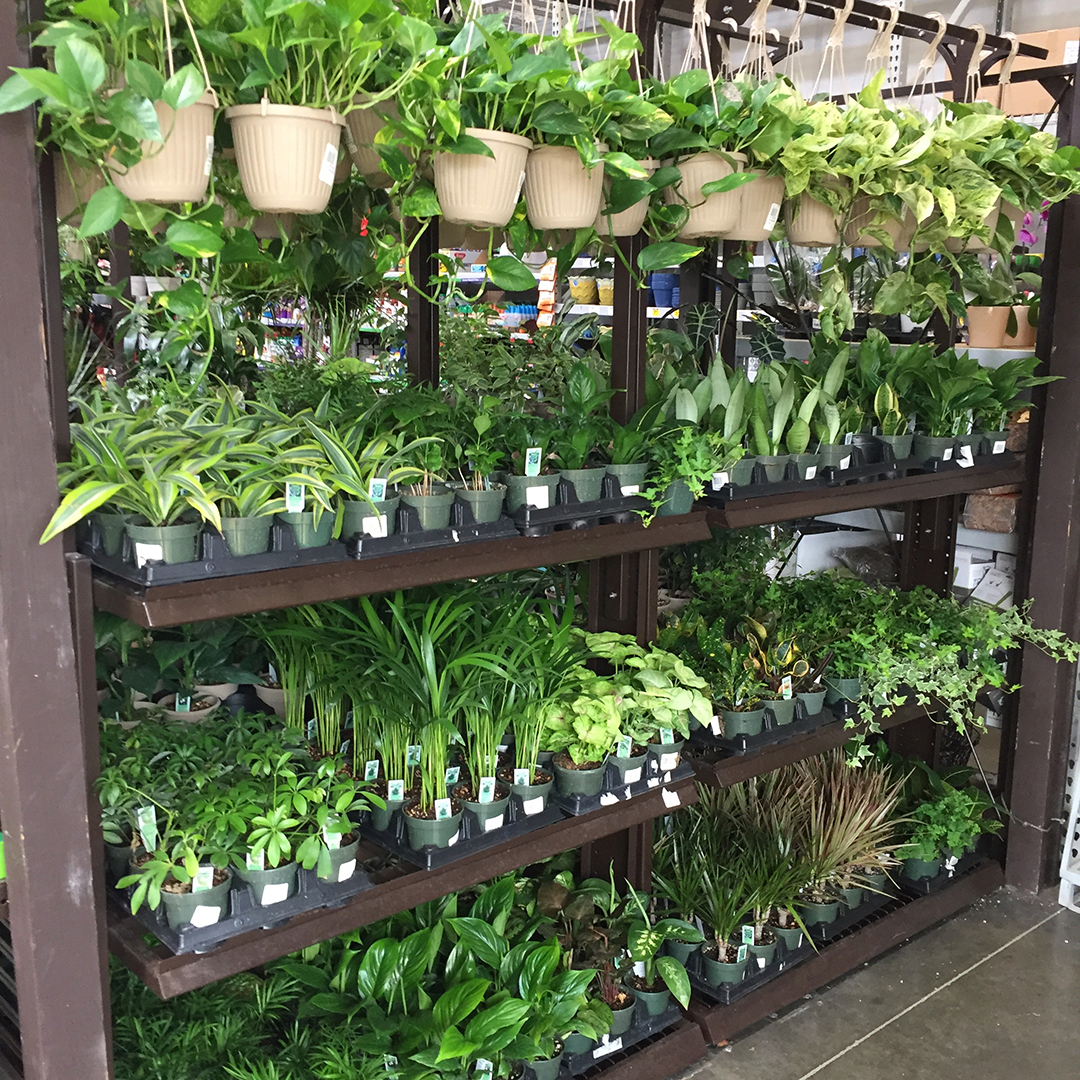 Indoor Plant Section
