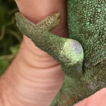 discoloration in chameleon knee