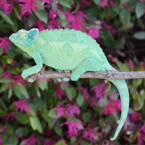 jacksons chameleon female
