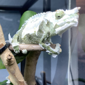 Meller's Chameleon starting a shed