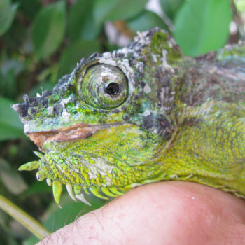 stomatitis in a chameleon