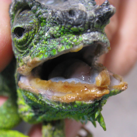 mouth rot on a chameleon