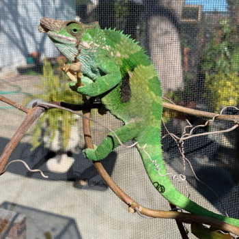 healthy chameleon