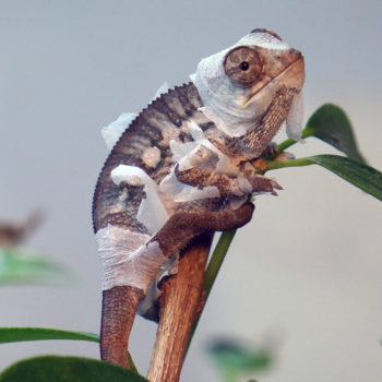 Shedding juvenile panther chameleon