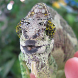 Nose rub on a female quadricornis chameleon