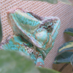 obese veiled chameleon