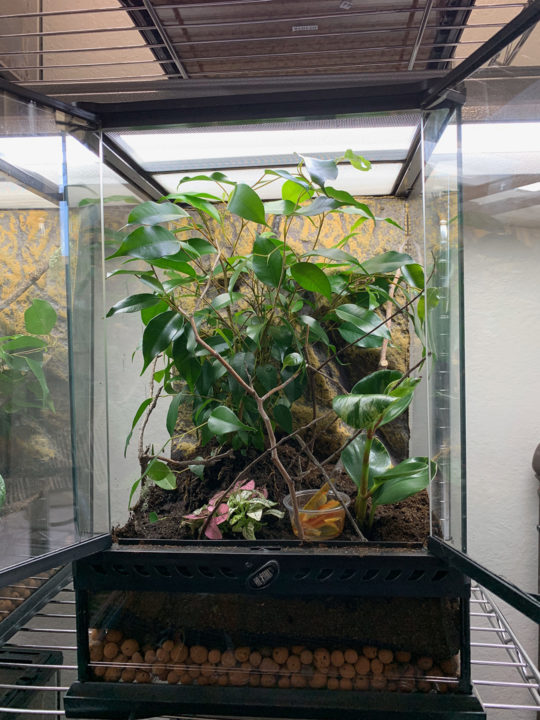 Can a Chameleon Live in a Glass Tank?