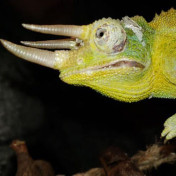 Male Jacksons Chameleon with TGI