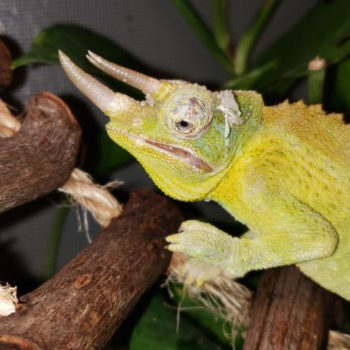 Male Jacksons Chameleon with TGI