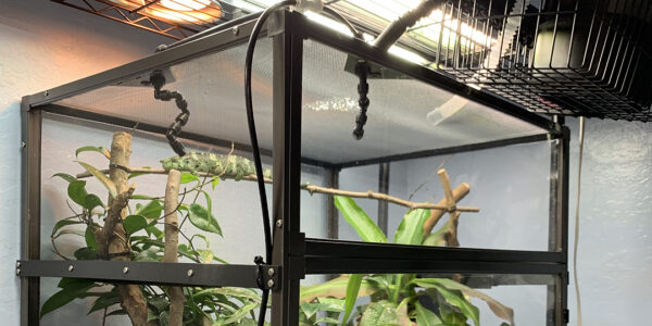 Chameleon Cage Set-up: Placing Your Chameleon’s Cage - Chameleon Academy