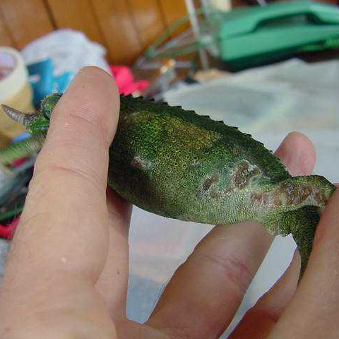female Jackson's Chameleon with fungal infection