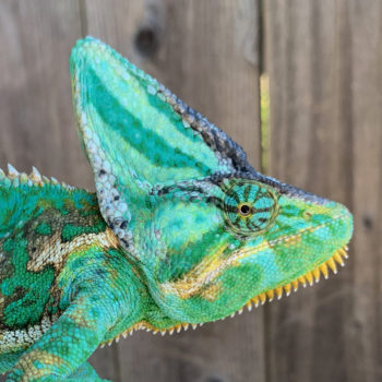 healthy eye veiled chameleon