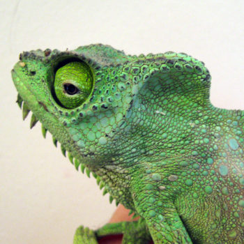 quadricornis chameleon with sunken eyes