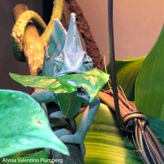 Veiled Chameleon eating a Pothos leaf