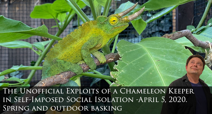 Spring and outdoor basking for chameleons