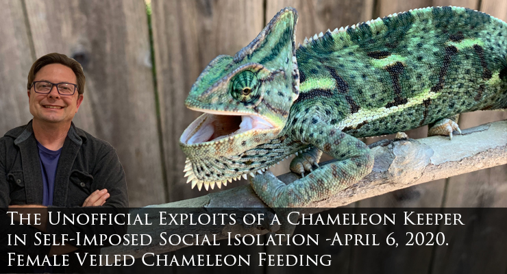 Female Veiled Chameleon Feeding