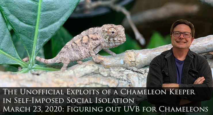 Figuring out UVB for Chameleons