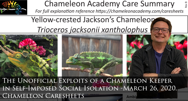 Chameleon care sheets