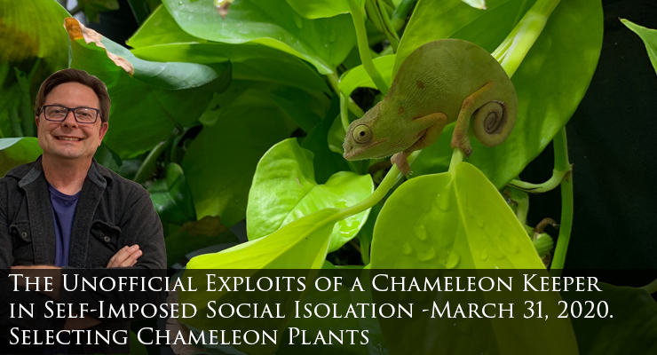 Selecting chameleon plants