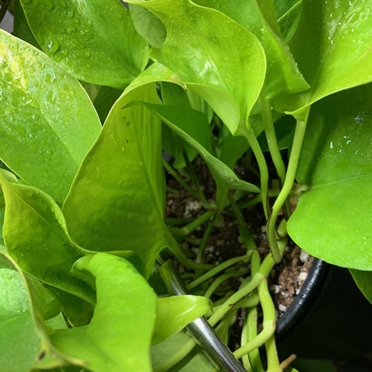 dry soil in pothos