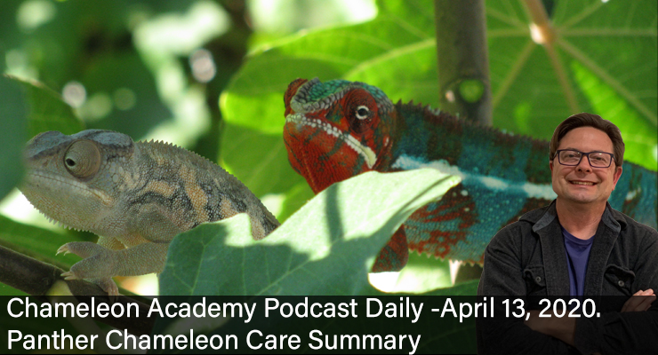 panther chameleon care summary