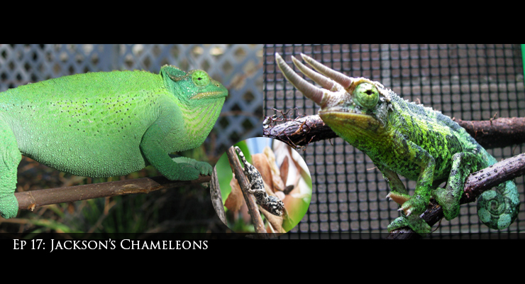 Jackson's Chameleons