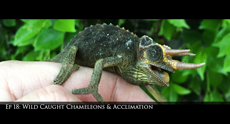 wild caught jacksons chameleon
