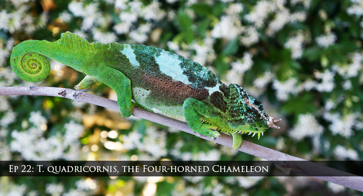 Trioceros quadricornis the four-horned chameleon