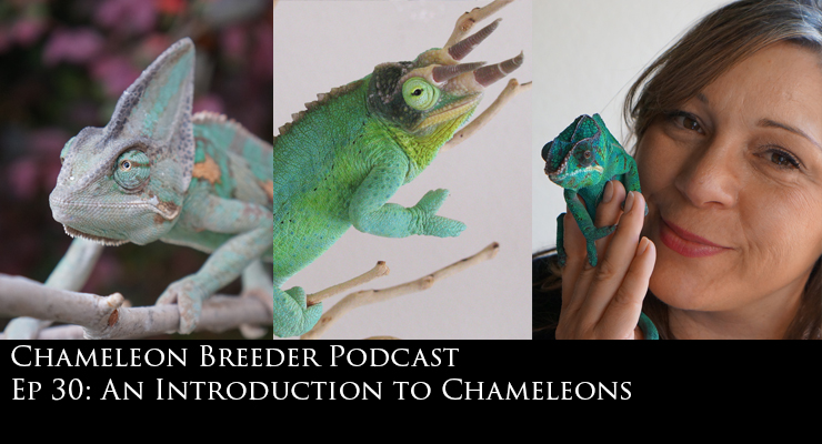 Introduction to Chameleons