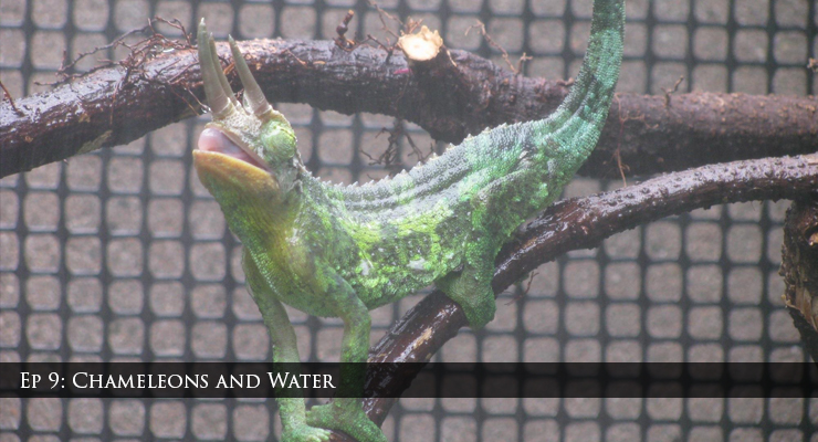 Chameleons and water