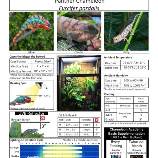 Panther Chameleon Care - Chameleon Academy