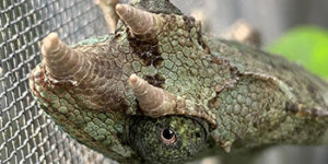 captive born jacksons chameleon