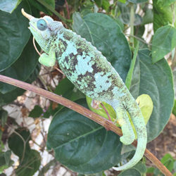 female mt meru jacksons chameleon
