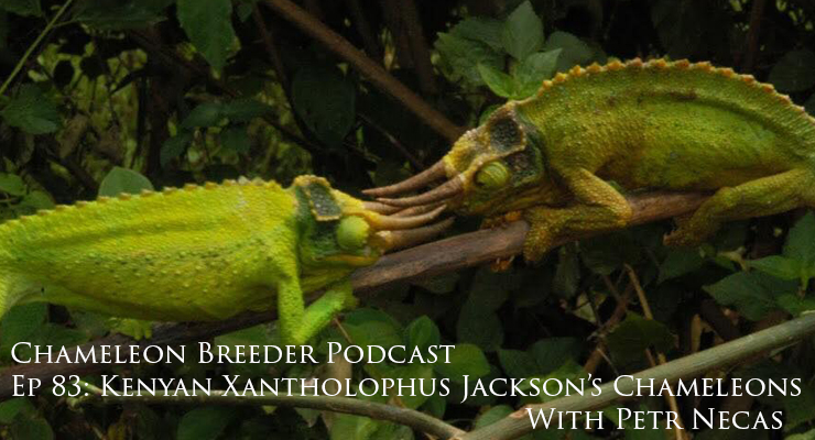 ep 83 Kenyan xantholophus Jackson's Chameleons