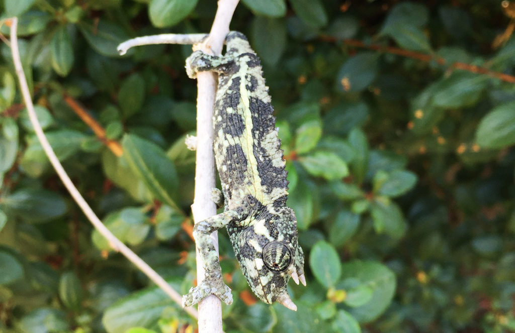 Trioceros jacksonii: Purchasing a New Chameleon - Chameleon Academy