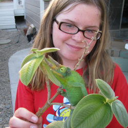 appreciating a jacksons chameleon