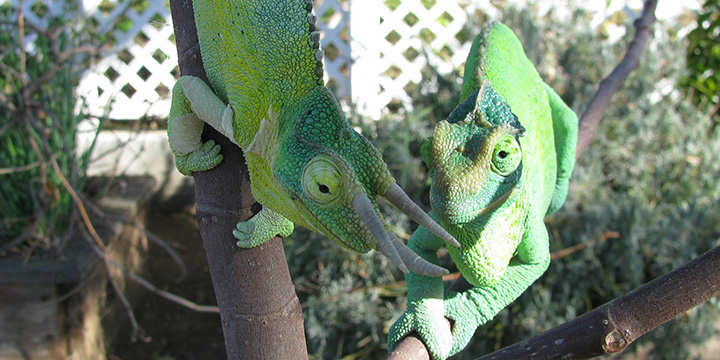 Can a Male and Female Chameleon Live Together?