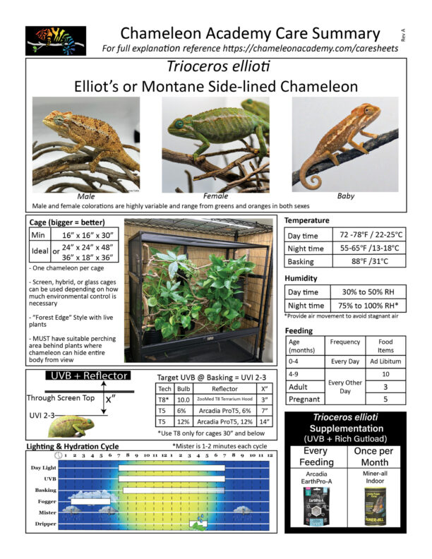Trioceros ellioti Care - Chameleon Academy