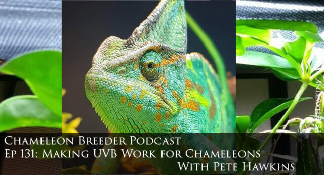 making UVB work for chameleons