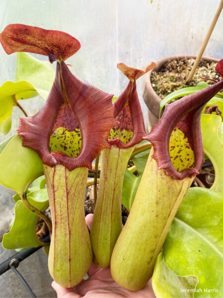 Nepenthes truncata 900x1200