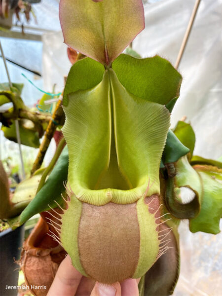 Nepenthes veitchii K